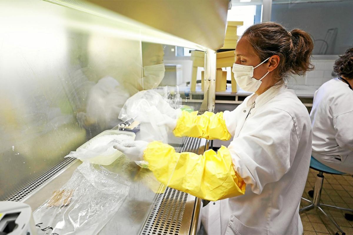 Grippe aviaire : comment le laboratoire Anses de Ploufragan mène la lutte